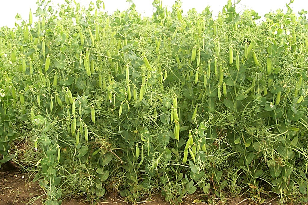 Yellow Pea Seeds (30) / Bush Bean / Rare / cool weather