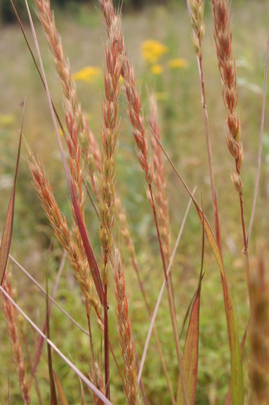 500+VIRGINIA EASTERN WILD RYE Grass Seeds Native Prairie Bunchgrass Spring Fall