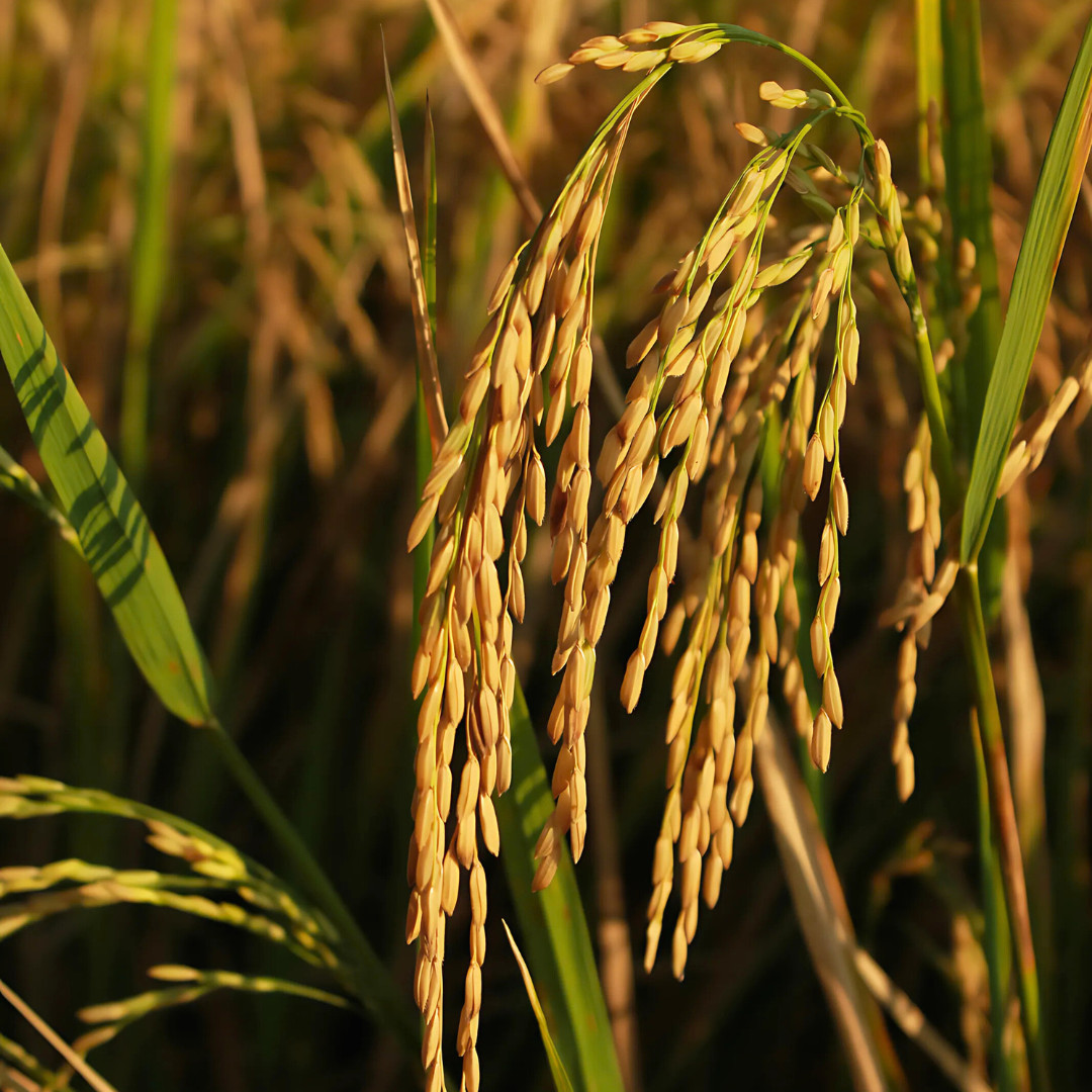 Fresh Thai White Jasmine Rice Seeds | Taiguo Xiang Mi | Heirloom Non-GMO | Grain