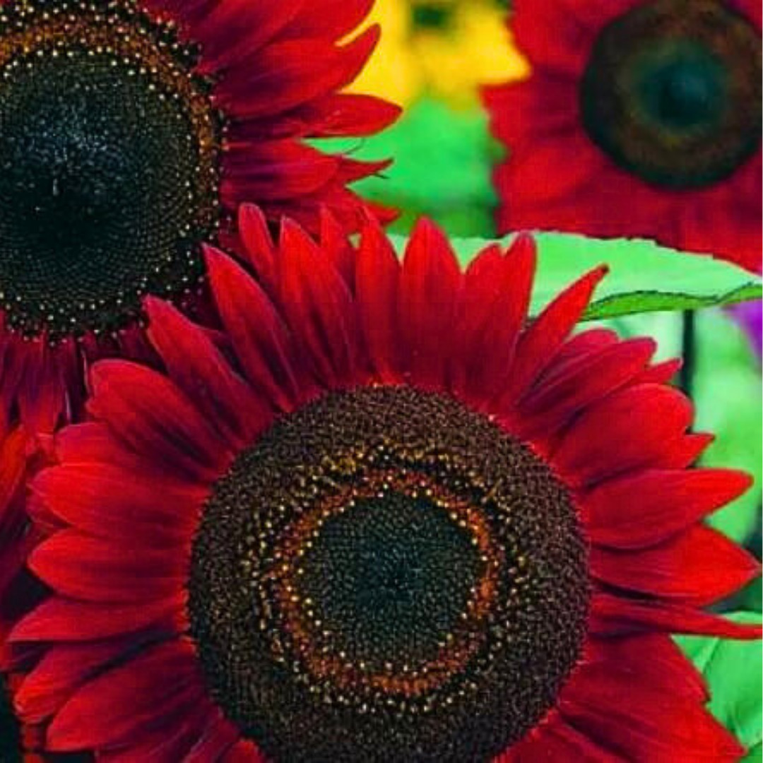 Fresh Premium Red Sun Sunflower Seeds | Heirloom Non-GMO | Flower seeds