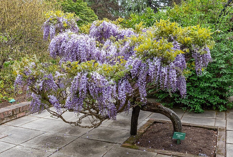 Wisteria sinensis | Chinese Wisteria | 10 Seeds
