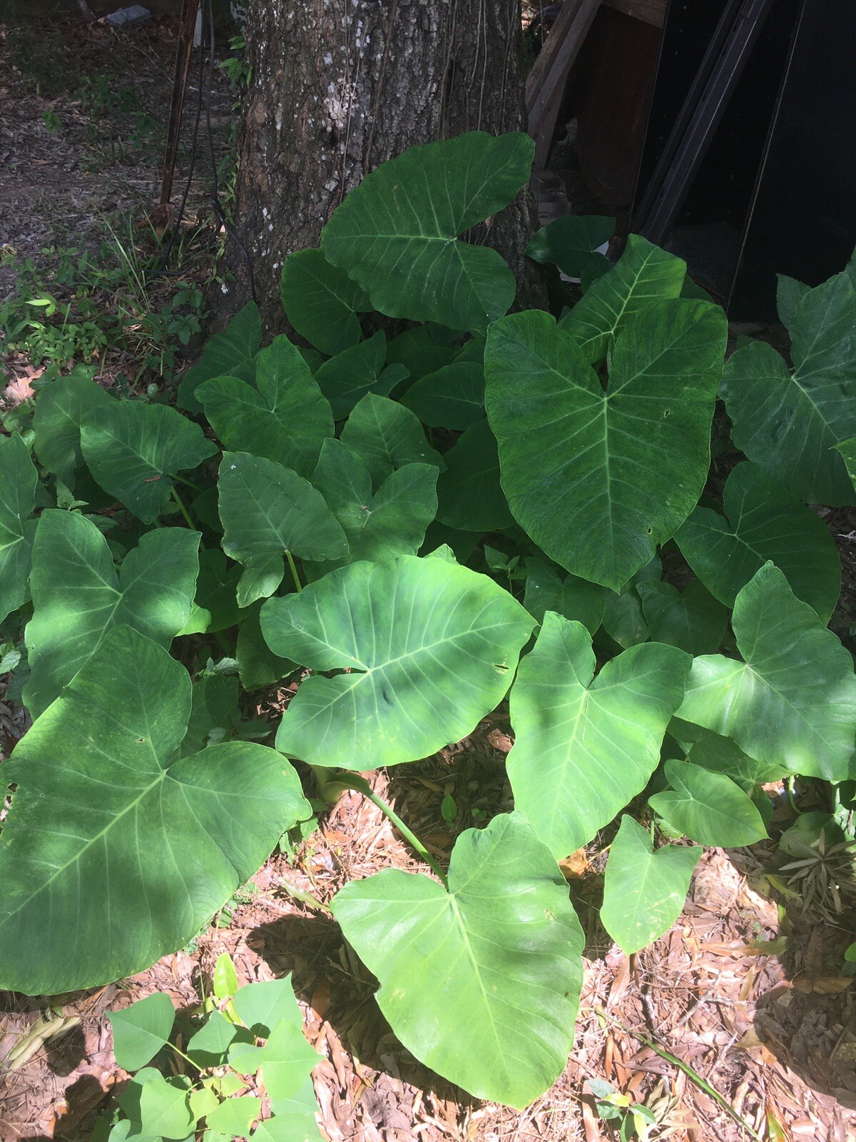 Ready To Plant, Fast Growing Elephant Ear. 2/$14.99