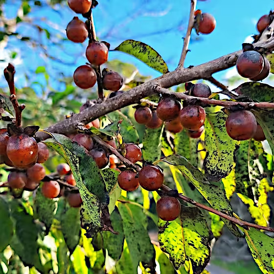 10 DATE PLUM FRUIT TREE SEEDS (Diospyros Lotus) “MEDITERRANEAN PERSIMMON” PLANT