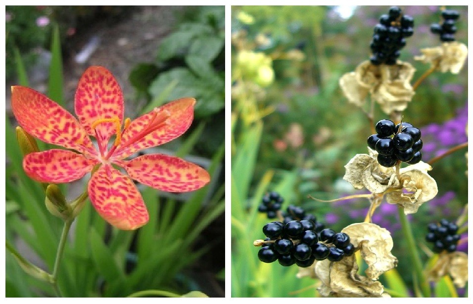 2 Blackberry Lily (aka- Leopard lily)~live, shipped bare-root