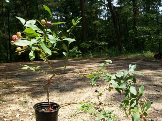 Powder Blue Blueberry 1-3 FT Plant Fruit Bearing Plants Garden Blueberries Trees
