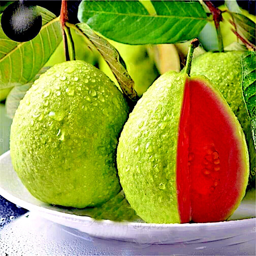 20 Lemon Apple Guava Tree Fruit Seeds ‘Ruby Supreme’ Plant (Psidium guajava)