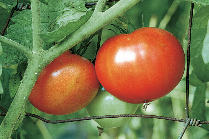 SCARBOROUGH SEEDS Beefsteak Tomato Seeds-ORGANIC -100 SEEDS-SAME DAY SHIPPING