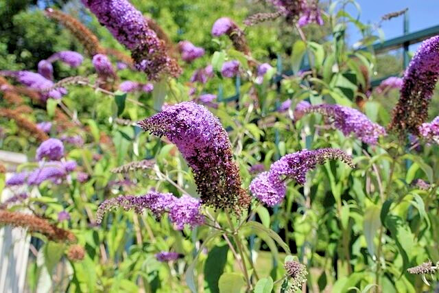 BUTTERFLY BUSH LAVENDER, 2000 SEEDS, BUDLEJA DAVIDII, beautifully scented bulk