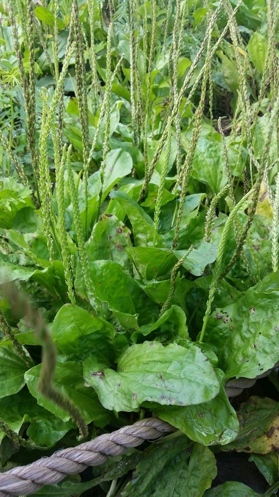 5 Wild Broadleaf plantain live bare root Herbal Edible Medicinal Hardy Perennial