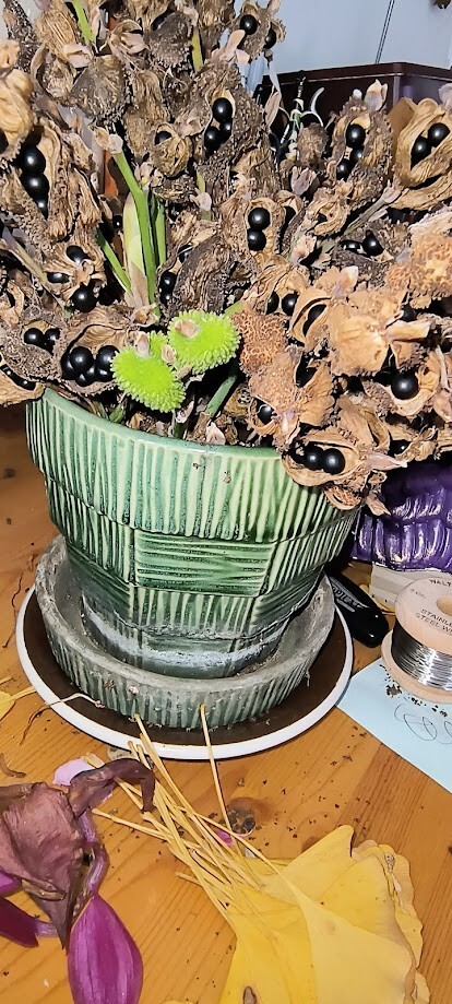 Canna indica Purpurea (Canna Lily, Indian Shot) seeds