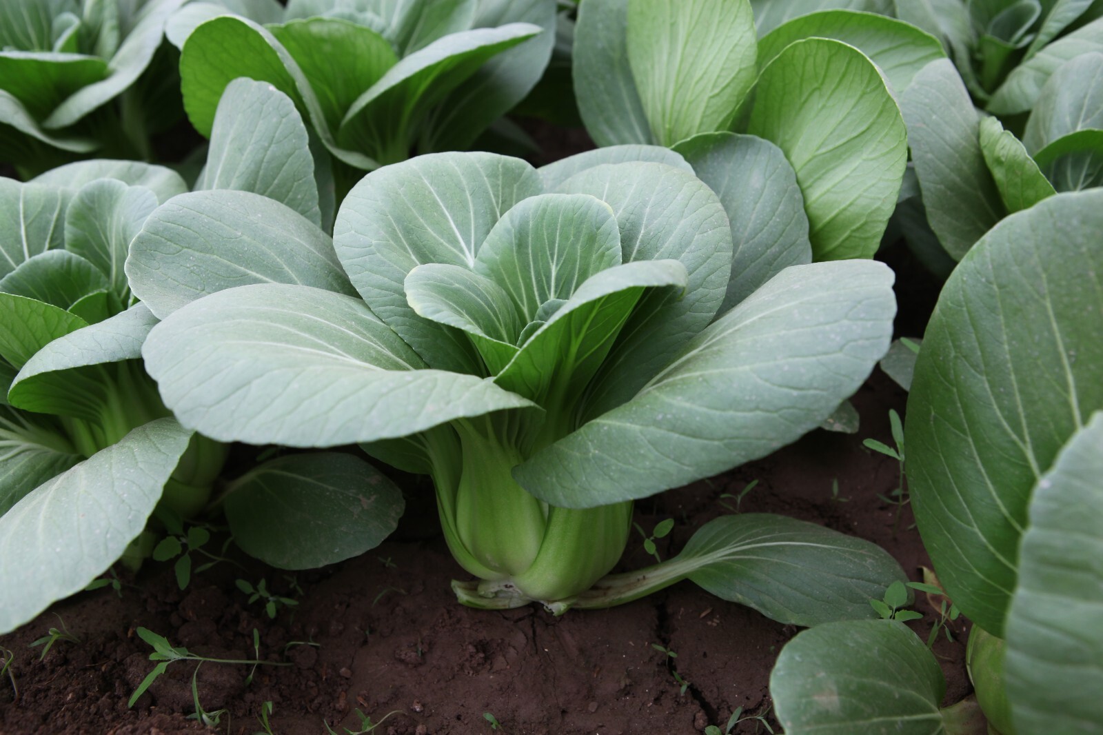 Brassica -Atlas Crisp