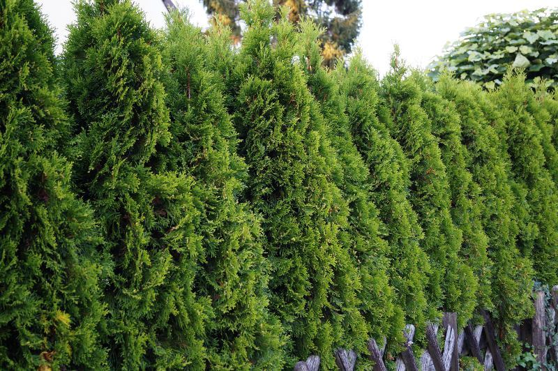 American Arborvitae (Thuja occidentalis), 50 seeds