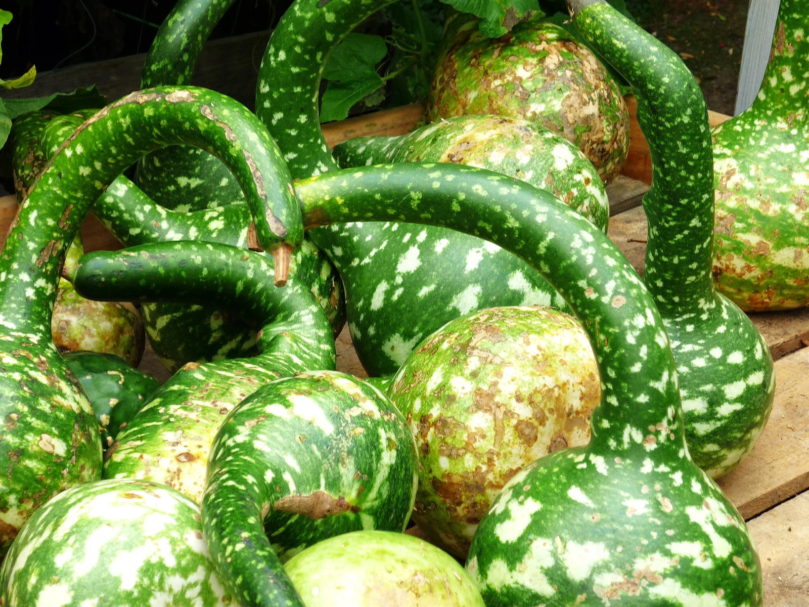 Large Crafting Gourds Mix Seeds – For 2026 Planting