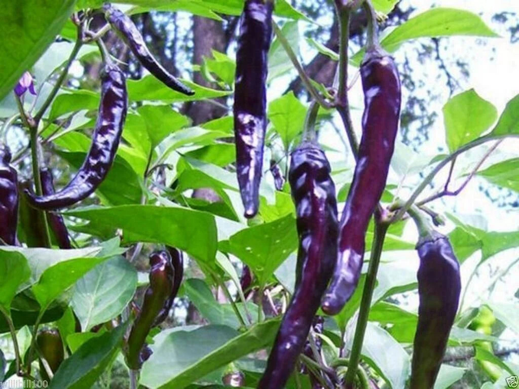 Cayenne Purple Hot Pepper Seeds, NON-GMO, Variety Sizes Sold, FREE SHIPPING