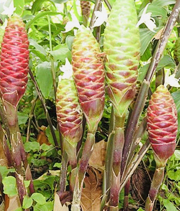 4 HAWAII GROWN Red Shampoo Ginger Rhizomes Zingiber Zerumbet Awapuhi Organic
