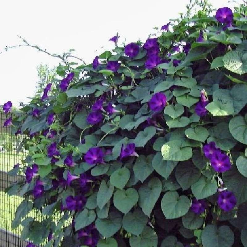 Morning Glory Granpa Ott Vine Seeds Free Shipping!