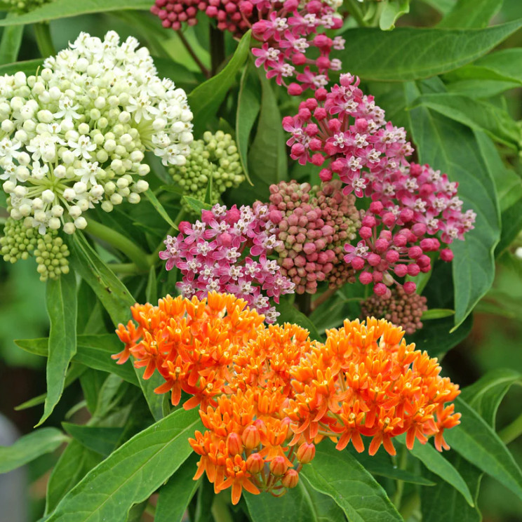 Milkweed Mix Live Plants – 2-5″ Tall – Pollinator Plants for Monarch Butterfly
