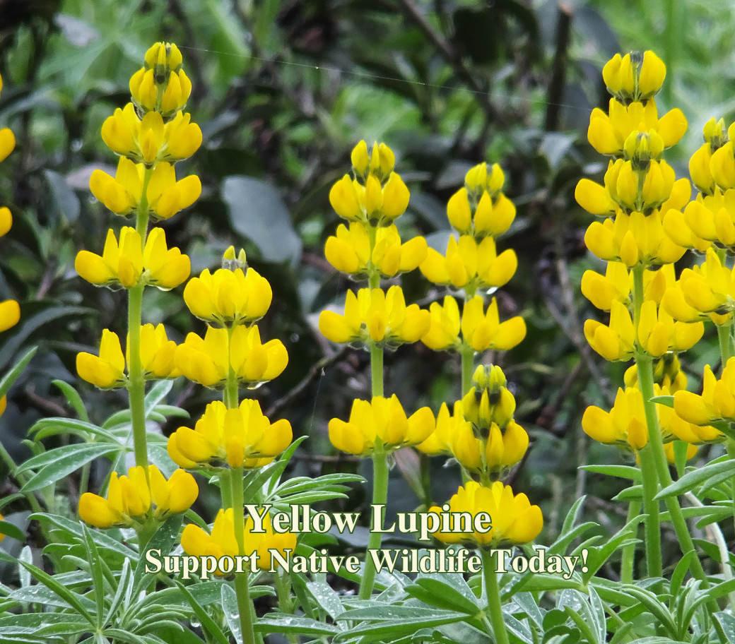 Butterfly Garden Seed Mix – Native California Wildflowers