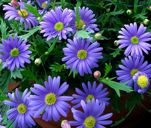BRACHYCOME BLUE SPLENDOR Brachycome Iberidifolia – 600 Bulk Seeds