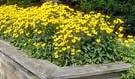 Rudbeckia GOLDSTRUM Black Eyed Susan PERENNIAL Seeds!