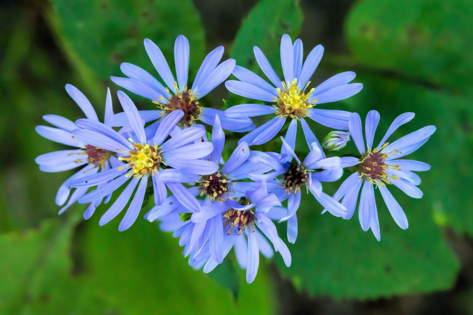 250 SKY BLUE ASTER Azure Aster Azureus Flower Seeds