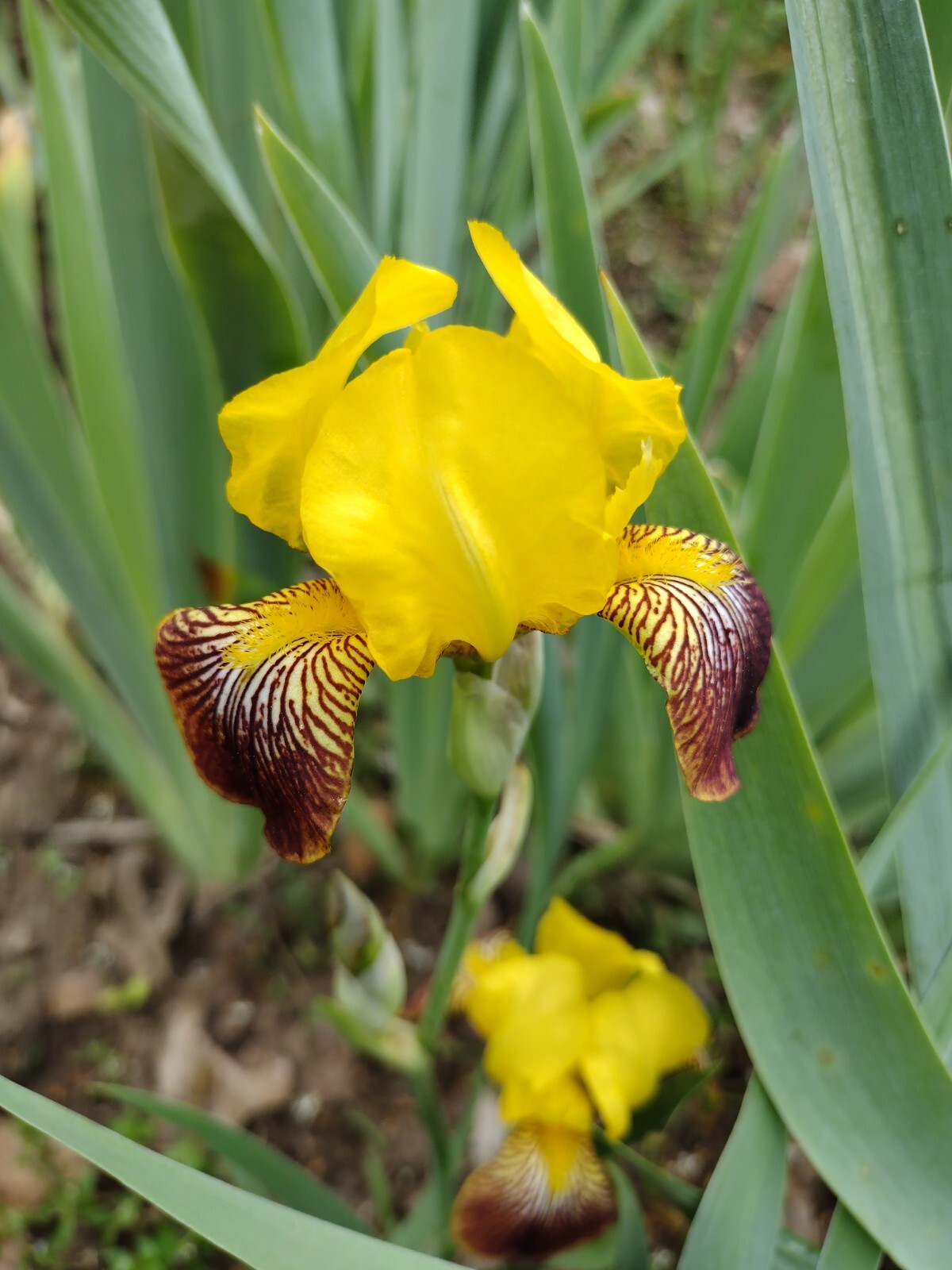 10 Mixed Iris Rhizomes – Random Colors – Easy Perennials – Free Shipping