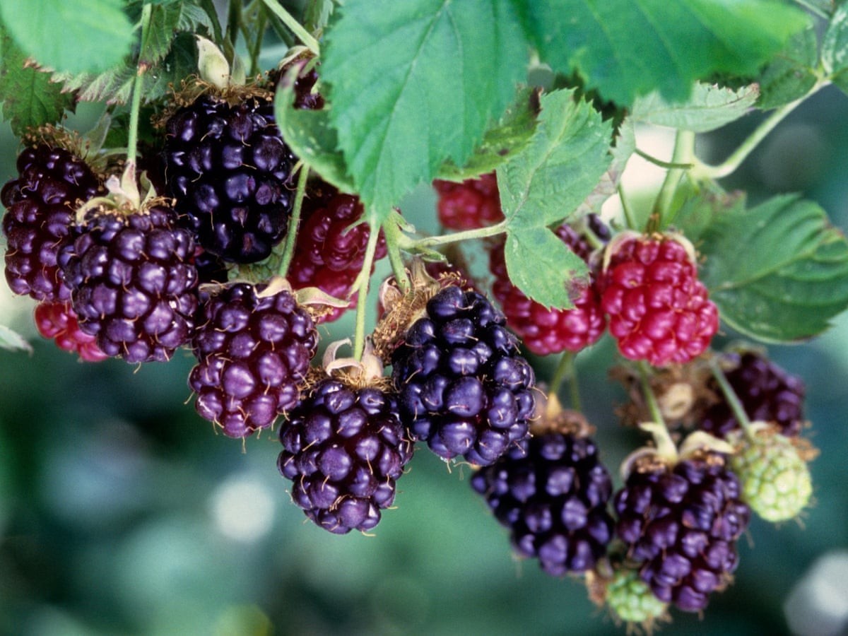Frankenberry (Dewberry+Blackberry) Mixed Species Rare Rare