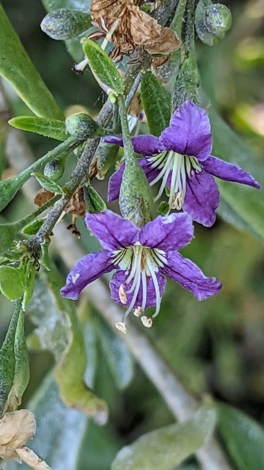 Gojiberry Seeds – Lycium barbarum Seeds – Goji Berry – Multiple Quantities