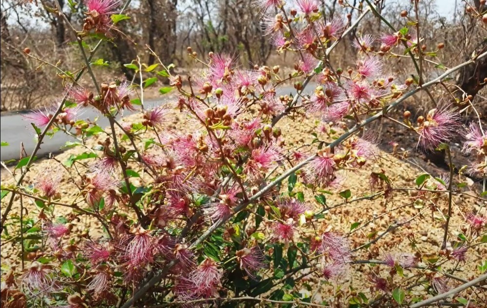 Capparis Zeylanica 10 Seeds, Edible Indian Ceylon Caper Climbing Shrub