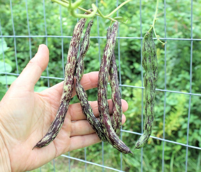 Survivalist/Prepper Seed Cache, Huge 300,000 Veggie, Fruit & Sprout Seeds