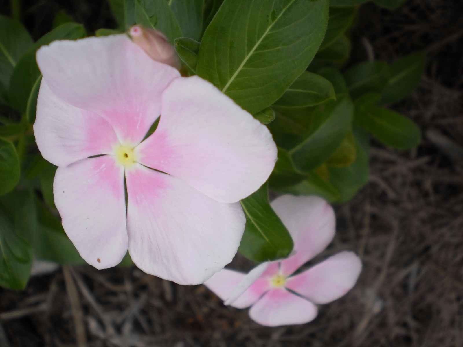 Vinca Flower Plants, 5 + 5 good size plants, Bare Roots, mixed colors, July 2020