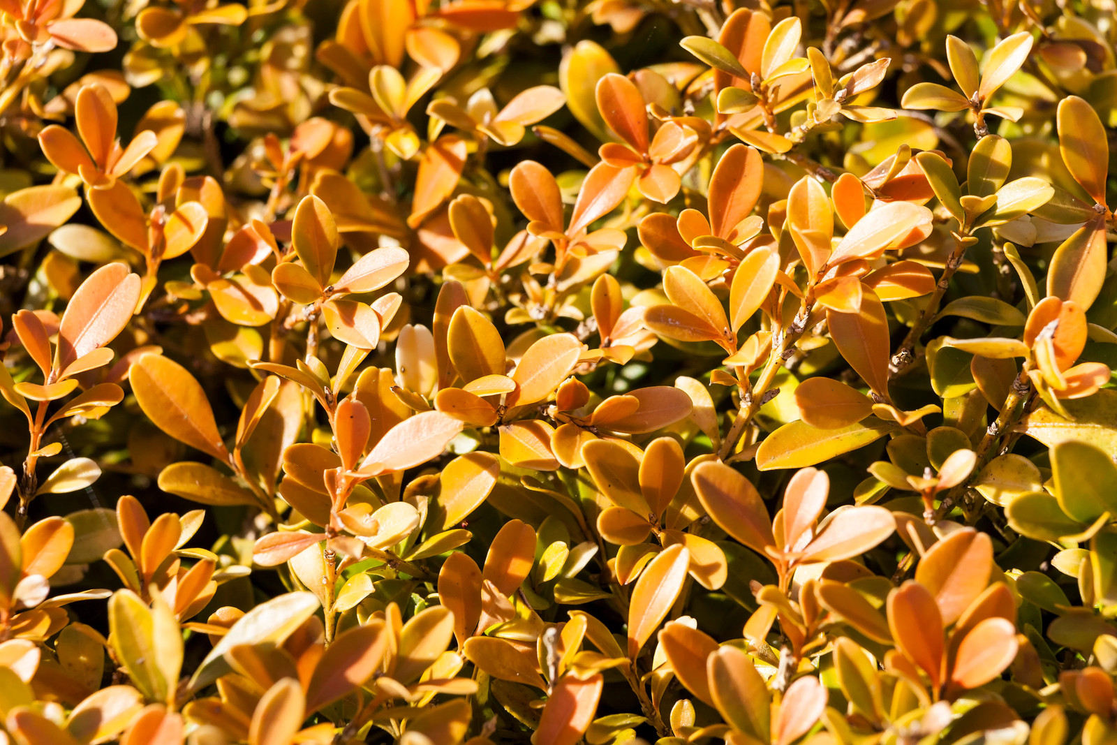 40 LITTLELEAF BOXWOOD Korean Buxus Microphylla Koreana Shrub Seeds