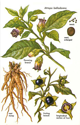 100 Atropa belladonna seeds Wicca herb ‘deadly nightshade’ ‘Devil’s cherry’