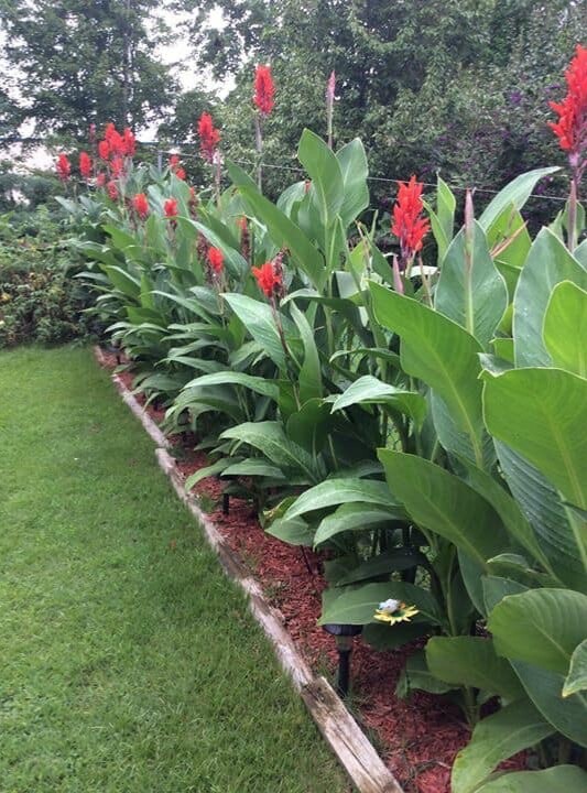 5 Red Canna Lily bulbs Rhizomes 4-5 feet large green leaves deer resistant