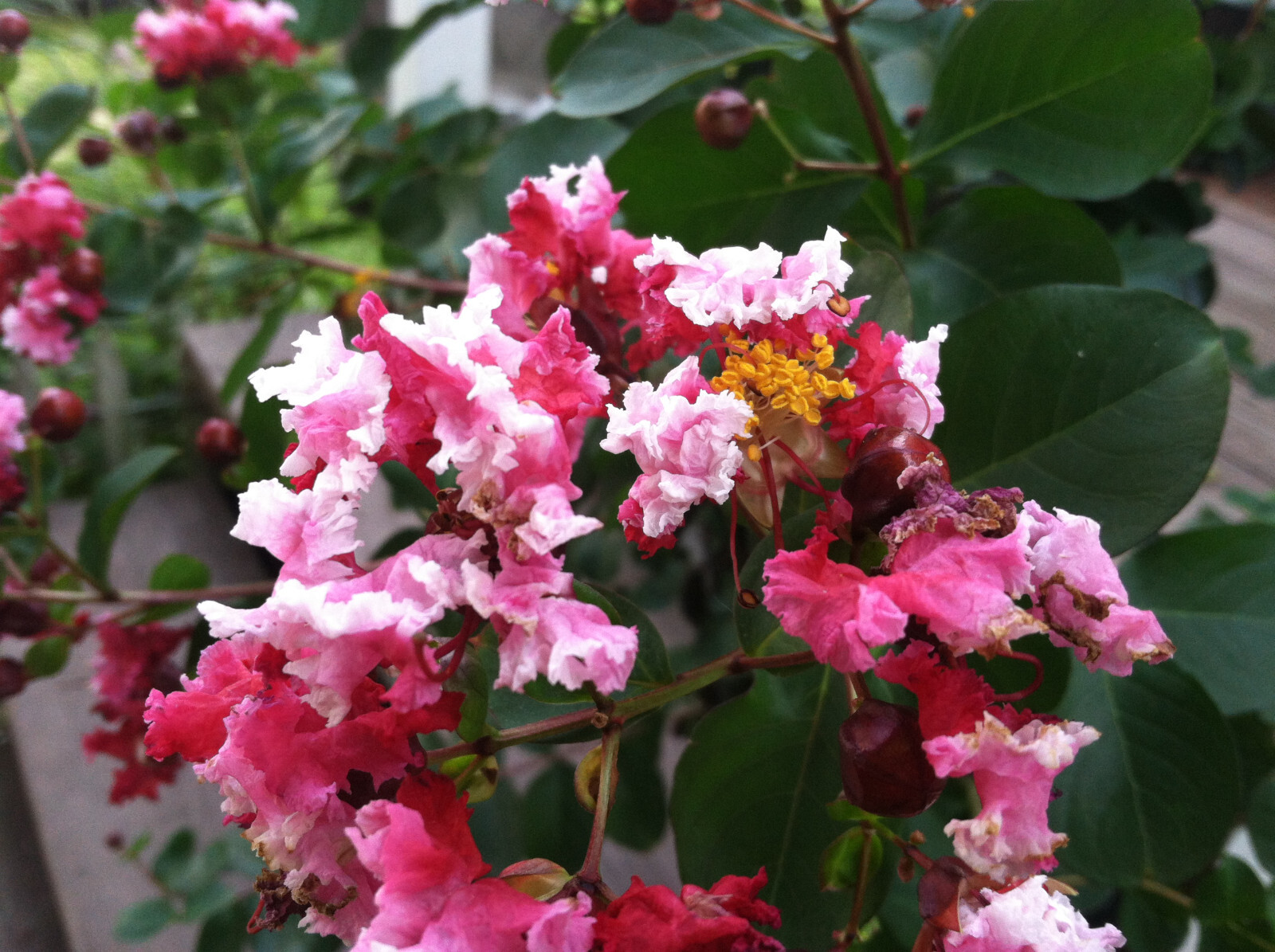 Crape Myrtle | Dwarf Strawberry Dazzle | 10 seeds