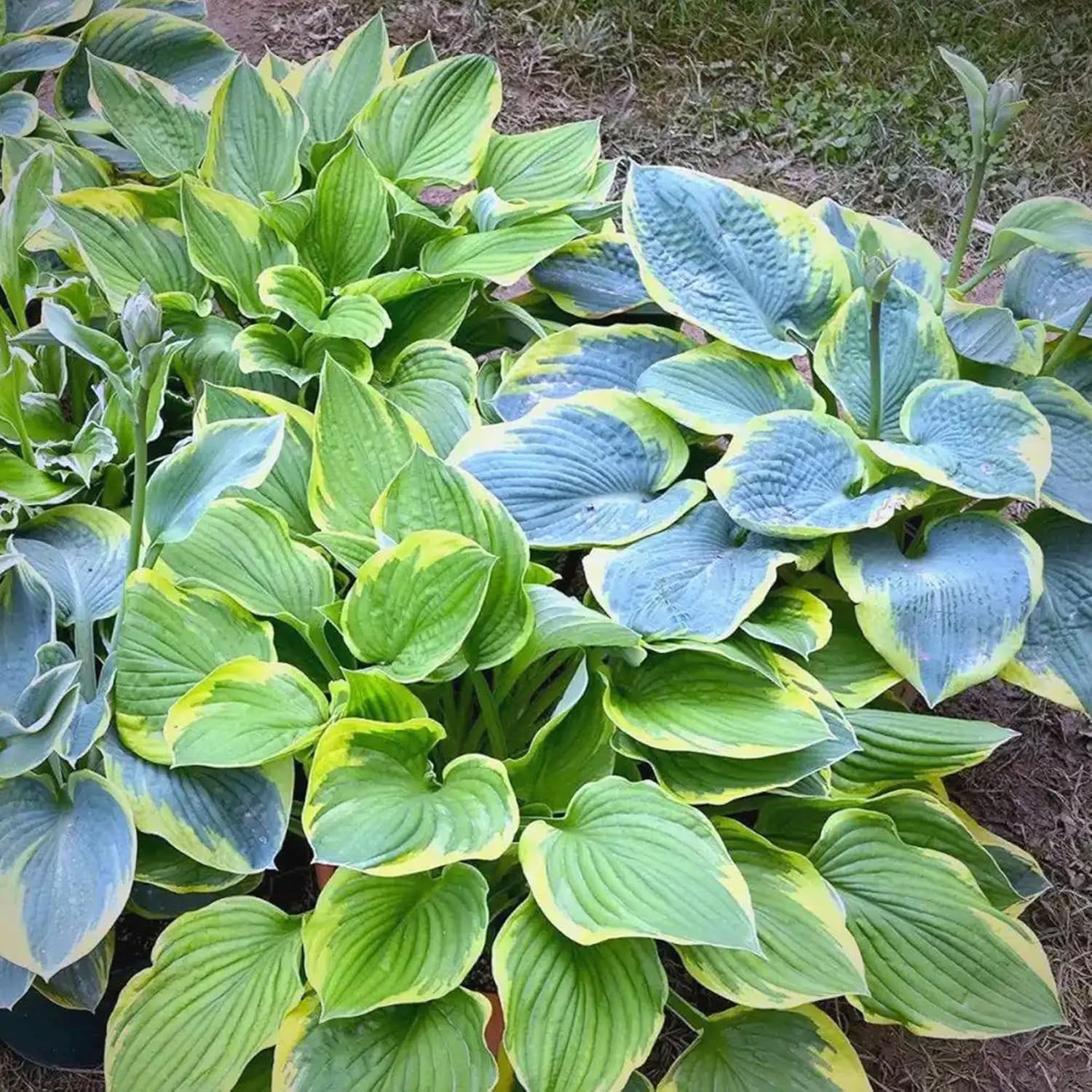 Hosta Seeds for Planting, 290+Pcs Rare Perennial Hosta Flower Seeds Plants, Non-