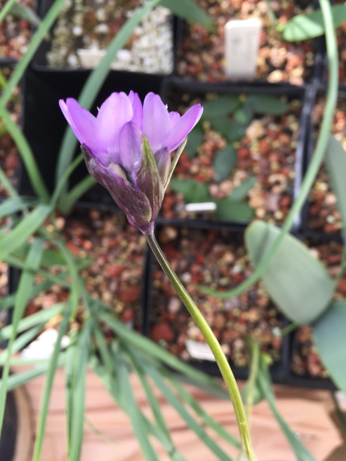 Bulbs B, CHOOSE 2: Brodiaea california, elegans, Dichelostemma, Dipterostemon