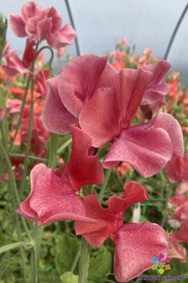 50+ MM Sweet Pea Seeds for Garden Planting – USA – FREE SHIPPING!