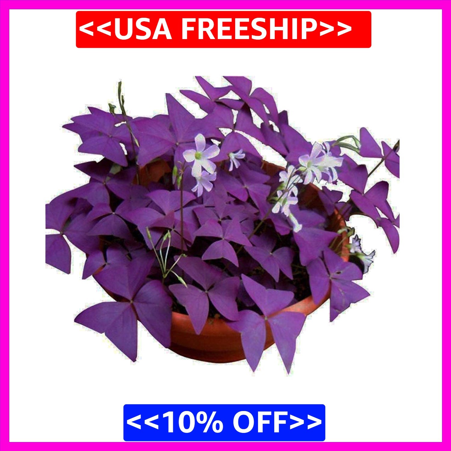 12PCS Purple Shamrocks Bulbs Good Luck Plant Purple Oxalis Bulbs for Planting…