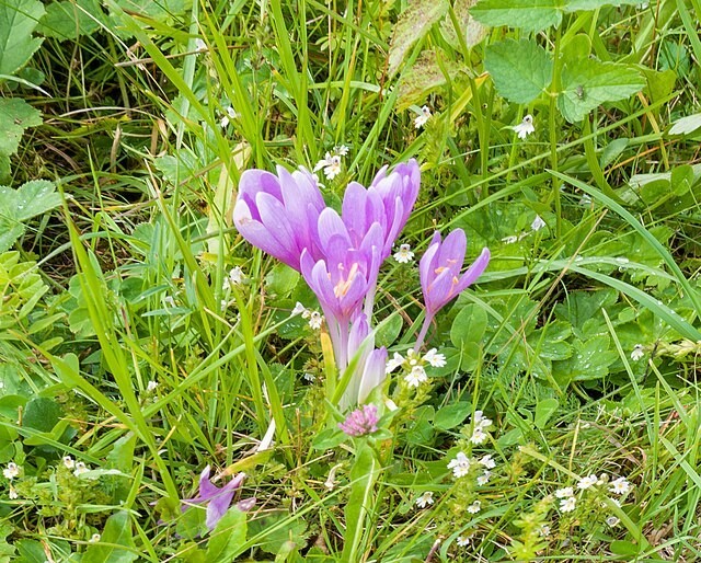 Colchicum autumnale | Autumn Crocus | 20 Seeds