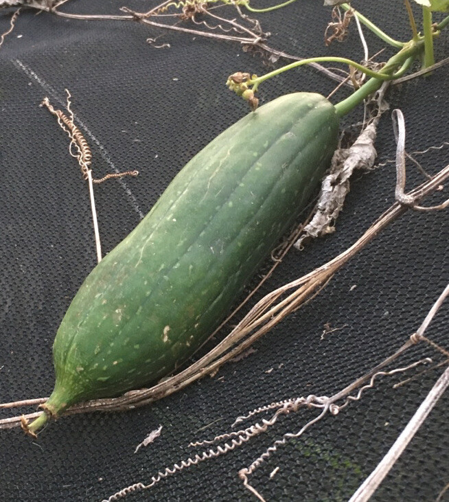Heirloom Luffa SEEDS Vegetable Loofah Gourd Sponge Dishcloth USA Florida Grown