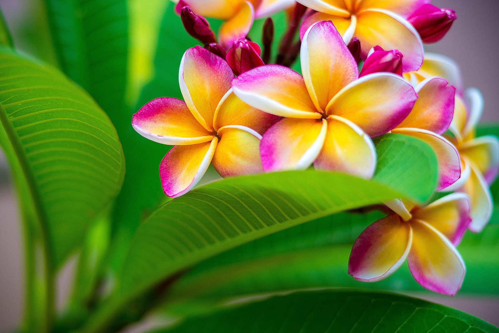 10 MIXED COLORS PLUMERIA Seeds – Lei Flower Frangipani Mix Pink Red Yellow White