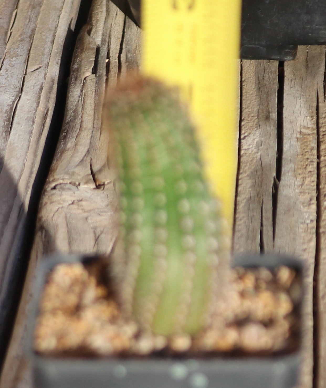 Echinopsis hybrid ‘Spring Blush’
