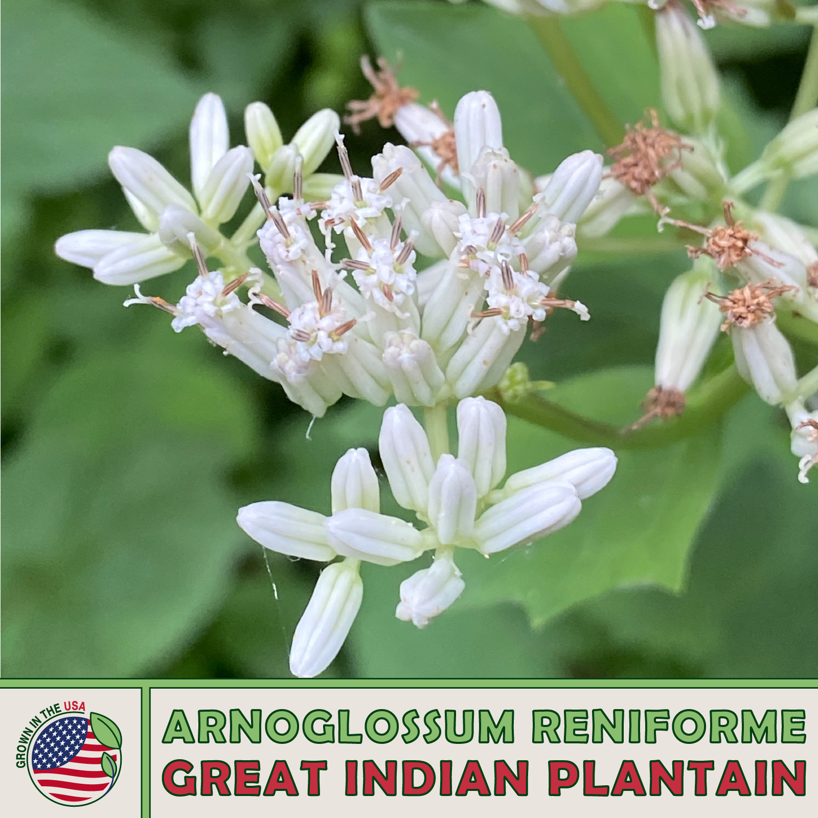 30 Great Indian Plantain Seeds, Arnoglossum reniforme, Native Wildflower