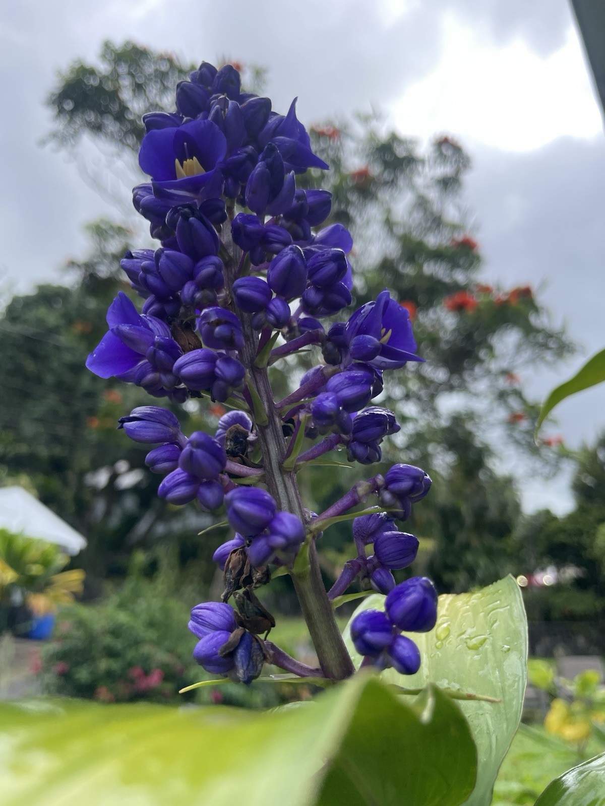 BLUE GINGER RHIZOME HAWAII GROWN Dichorisandra Thyrsiflora 1 Large Root Single