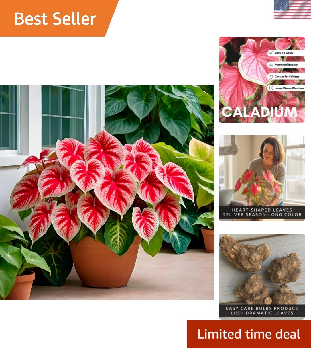 Stunning 6 Crimson Sky Caladium Bulbs – Heirloom Tropical Foliage for Containers