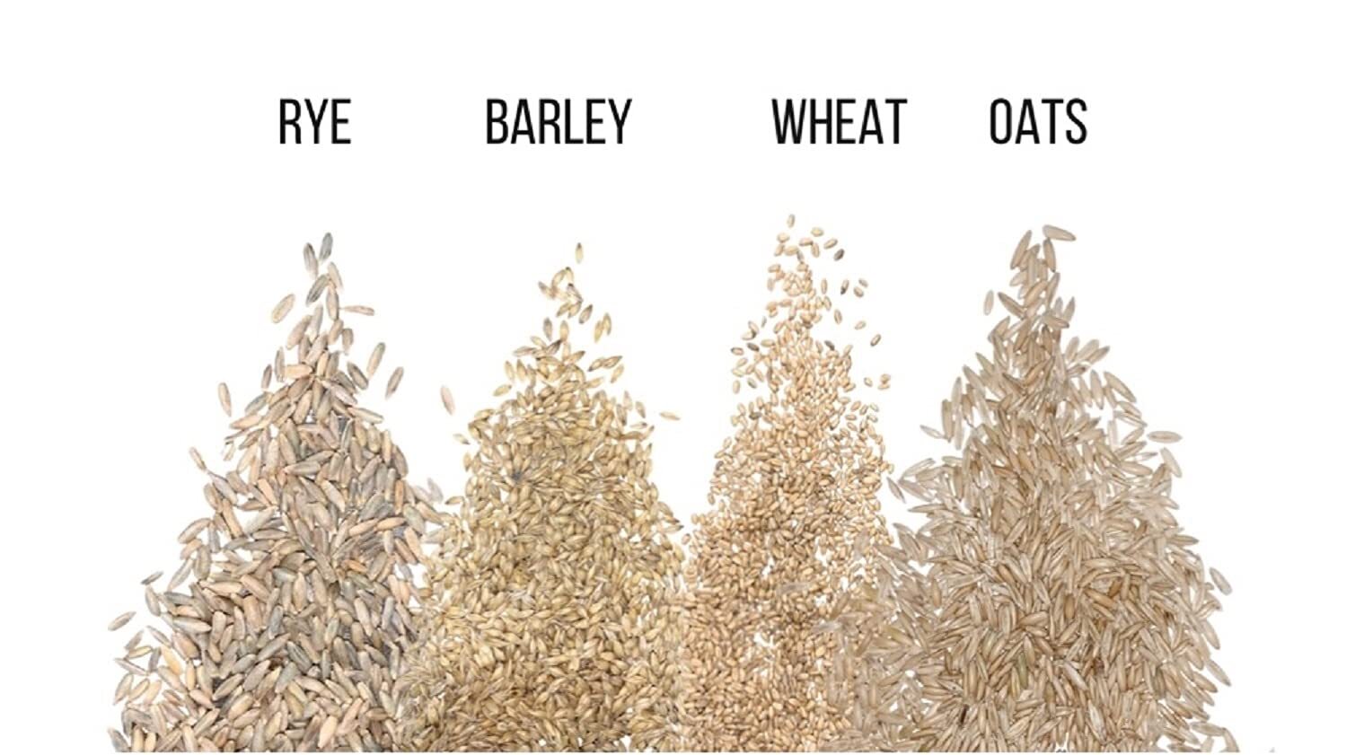 Cat Grass Seeds for Growing | 4 Way Blend, Rye, Wheat, Oats and Barley | Made in