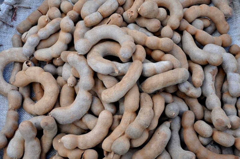 Tamarindus Indica 100 Seeds, Ornamental Tamarind Medicinal Edible Fruit Tree
