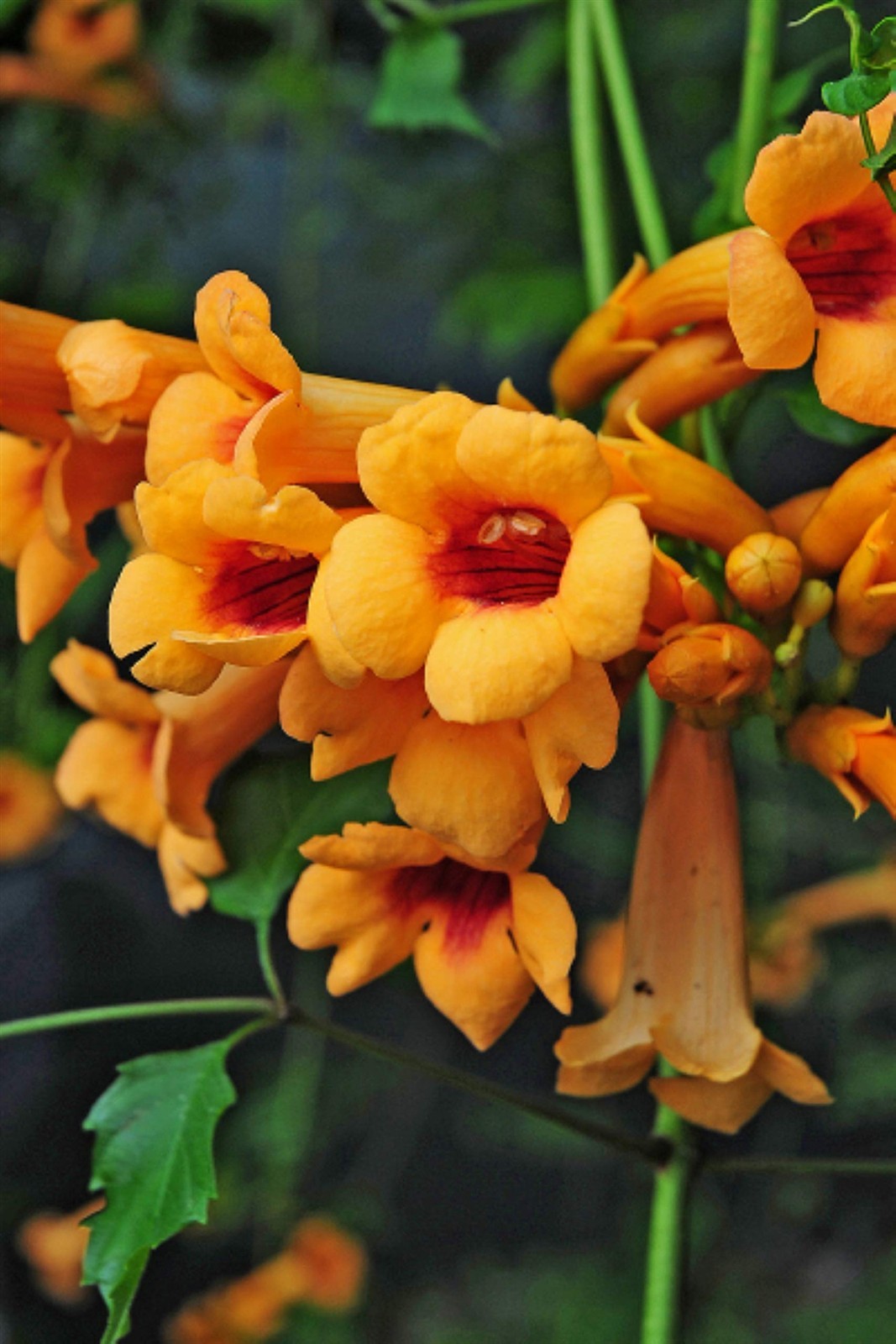 Campsis radicans Judy | Trumpet Vine | 50_Seeds