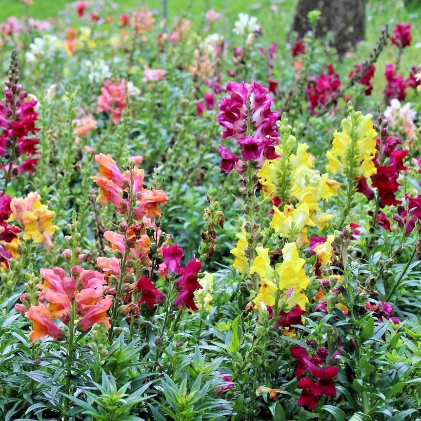 2001+SNAPDRAGON TETRA MIX Flower Seeds Spring Fall Garden Patio Container Easy
